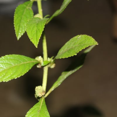 Hyptis obtusiflora — leaf