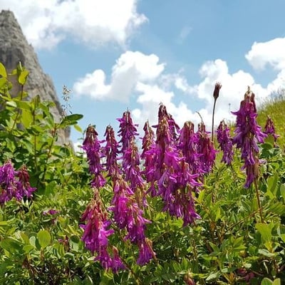 Hedysarum hedysaroides — flower