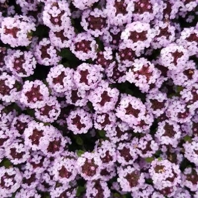 Thymus serpyllum — flower