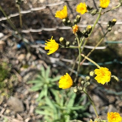 Pilosella piloselloides — flower