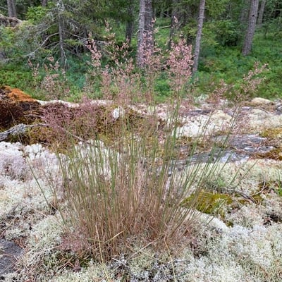 Agrostis vinealis — flower