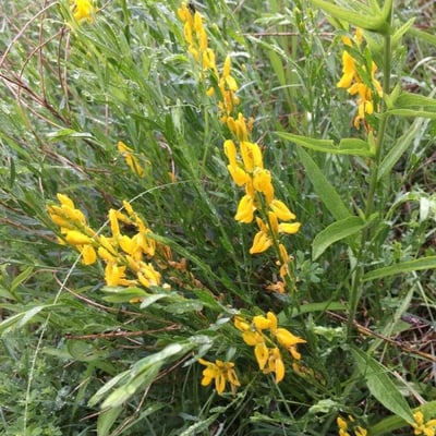 Genista germanica — flower