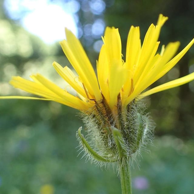 Crepis pyrenaica — flower