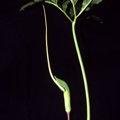 Arisaema dracontium — flower