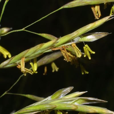 Bromus inermis — flower