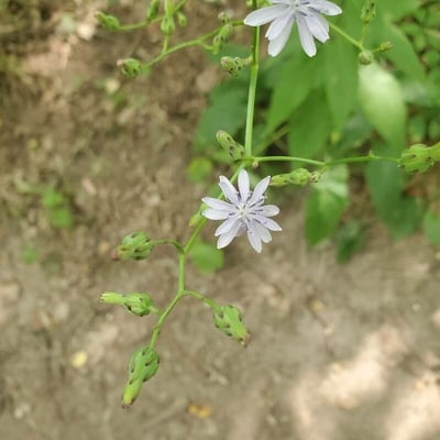 Lactuca floridana — flower