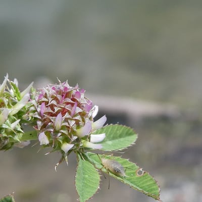 Trifolium glomeratum — flower