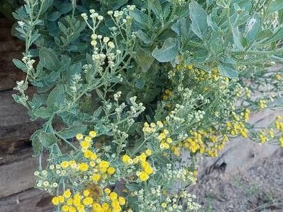 Costmary