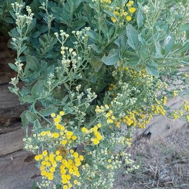 Costmary