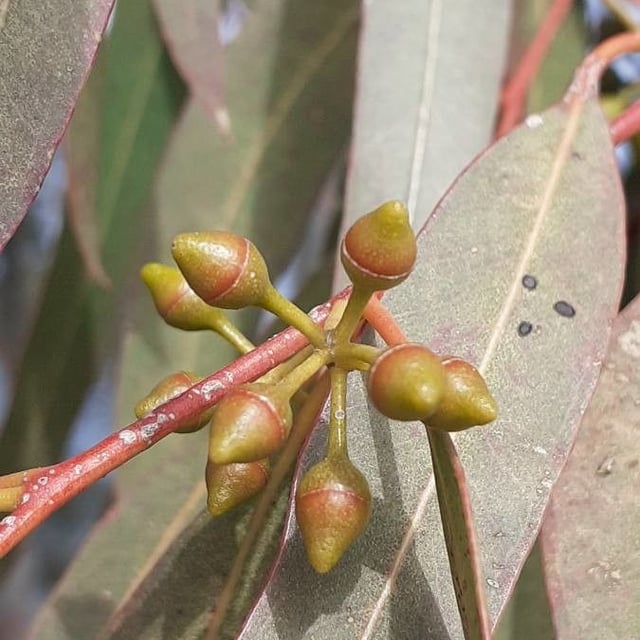 Eucalyptus camaldulensis — flower