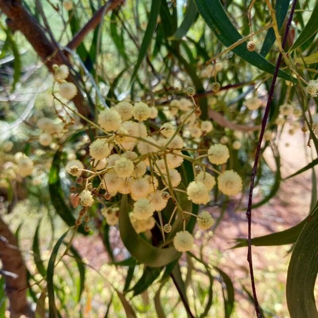 Acacia implexa — flower