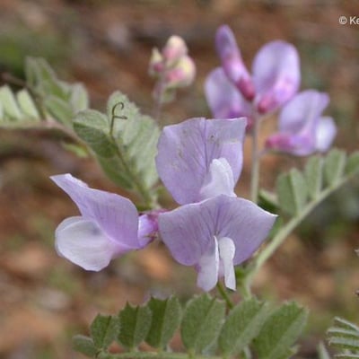 Vicia americana — flower