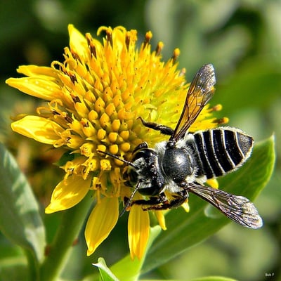 Borrichia frutescens — flower