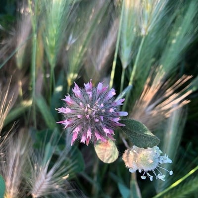 Trifolium hirtum — flower