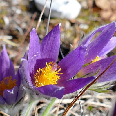 Pulsatilla grandis — flower