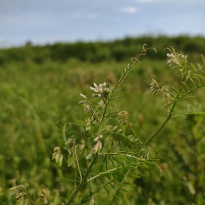 Vicia tetrasperma — flower