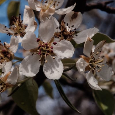 Pyrus pyraster — flower