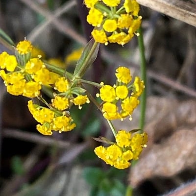 Bupleurum falcatum — flower