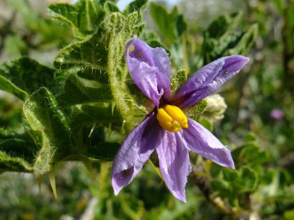 Forest bitterberry