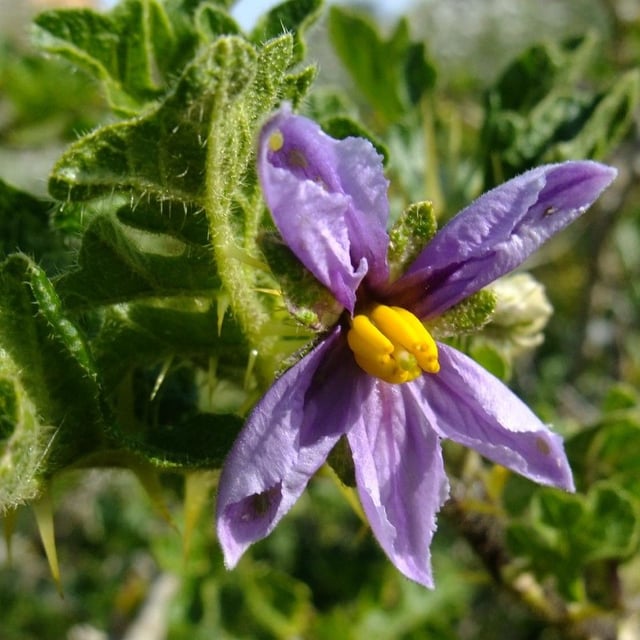Forest bitterberry