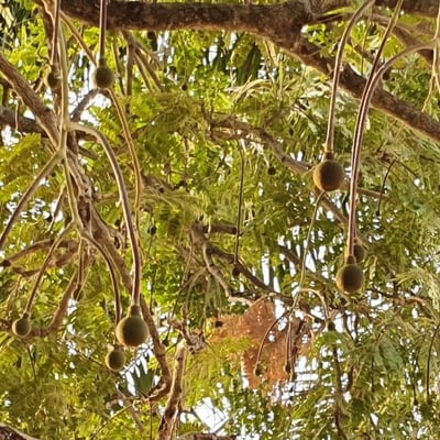Parkia biglobosa — flower