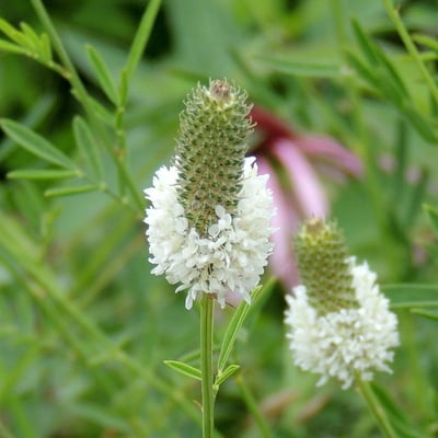 Dalea candida — flower