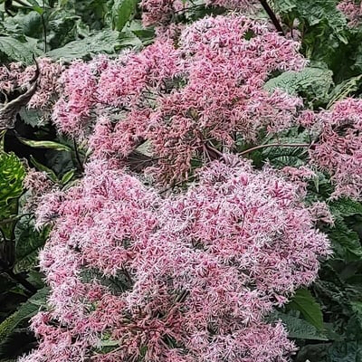 Eutrochium fistulosum — flower