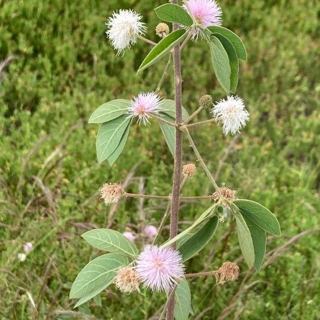 Mimosa albida — flower