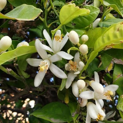 Citrus × aurantium — flower