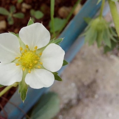 Fragaria × ananassa — flower