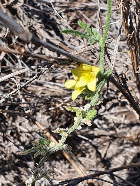 Wild cucumber