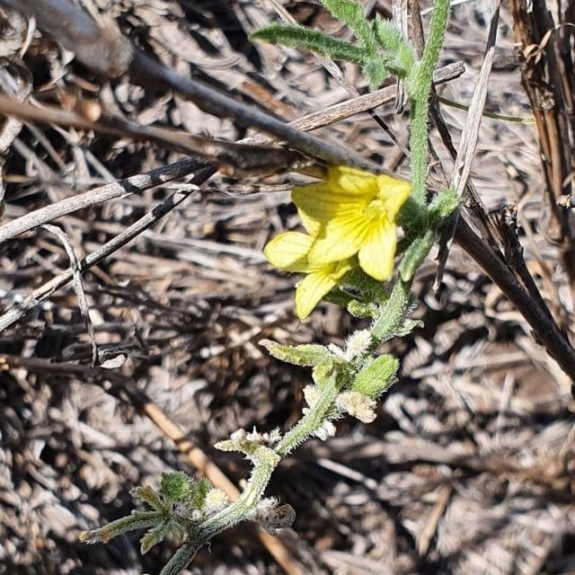 Wild cucumber