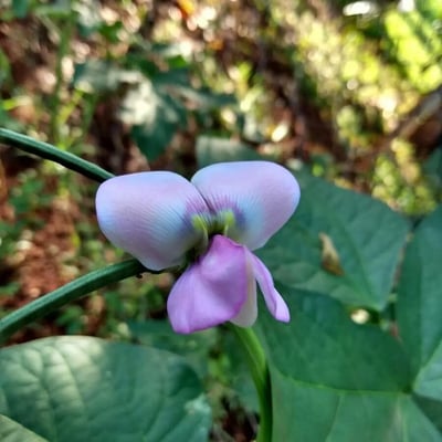 Vigna unguiculata — flower