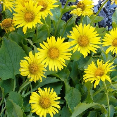 Doronicum grandiflorum — flower