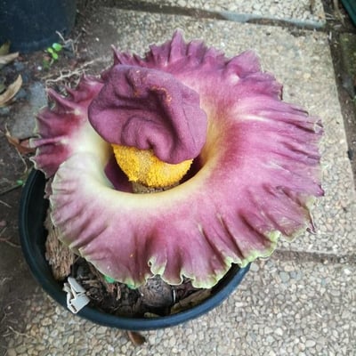 Amorphophallus paeoniifolius — flower