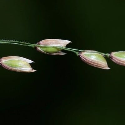 Melica uniflora — flower