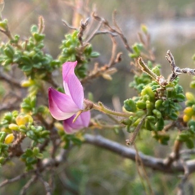 Ononis tridentata — flower