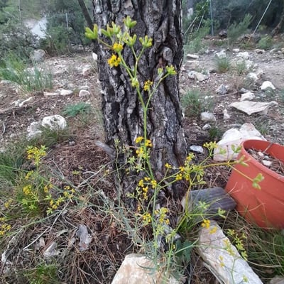 Bupleurum fruticescens — flower