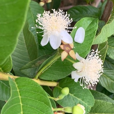 Psidium guineense — flower