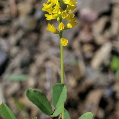 Melilotus neapolitanus — flower