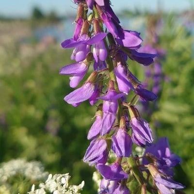 Galega orientalis — flower