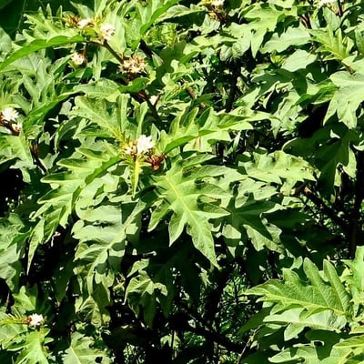 Solanum chrysotrichum — flower