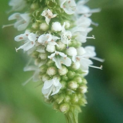 Mentha suaveolens — flower