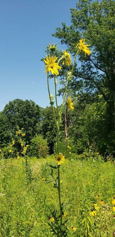 Polarplant