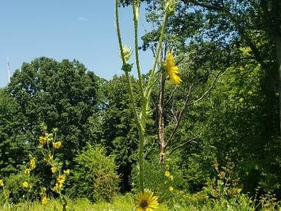 Polarplant
