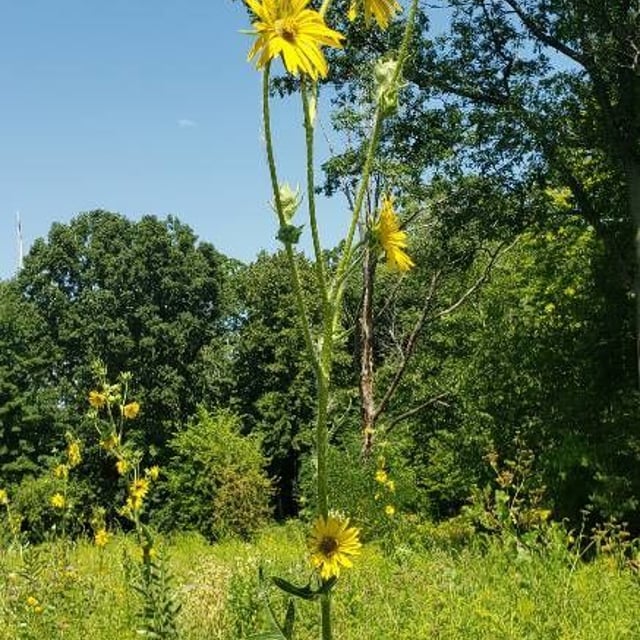 Silphium laciniatum — flower
