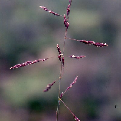 Puccinellia maritima — flower