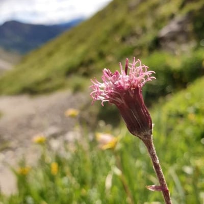 Homogyne alpina — flower