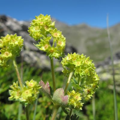 Alchemilla flabellata — flower
