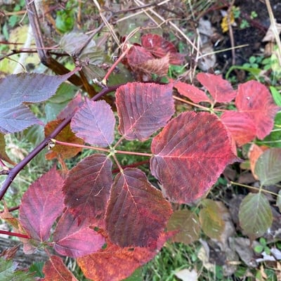 Rubus canadensis — leaf